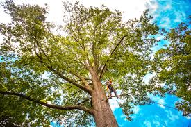 Best Arborist Consultation Services  in Big Sandy, TX