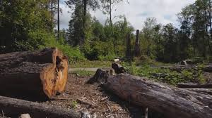 Best Emergency Tree Removal  in Big Sandy, TX