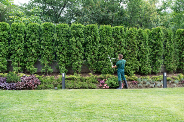 Best Lawn Mowing  in Big Sandy, TX