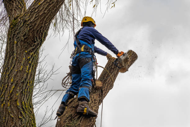 Professional Tree Removal in Big Sandy, TX