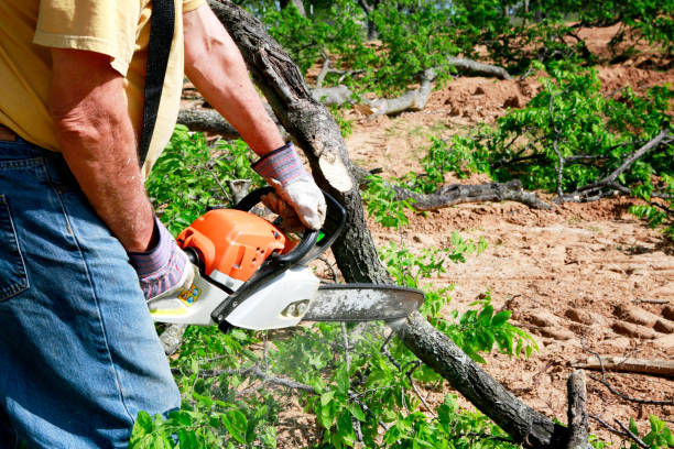 Best Commercial Tree Services  in Big Sandy, TX